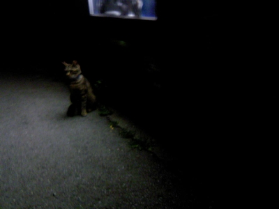 猫53 猫53